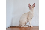 Фото котят