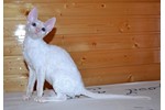 Фотоальбом корниш рекс