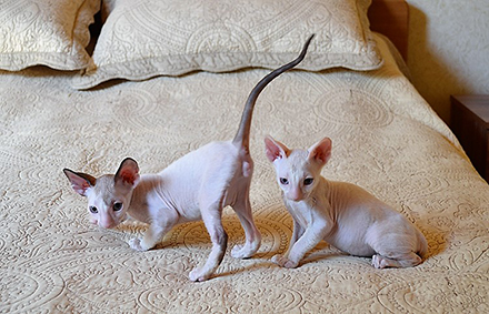 Котята Корниш-рекс Главное фото