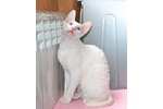 Фото котят