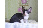 Фотоальбом корниш рекс