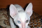 Фотоальбом корниш рекс