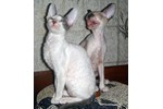 Фотоальбом корниш рекс