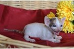 Фотоальбом корниш рекс