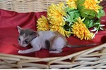 Фотоальбом корниш рекс