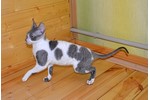 Фотоальбом корниш рекс