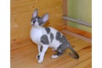 Фотоальбом корниш рекс