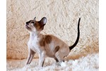 Фотоальбом корниш рекс