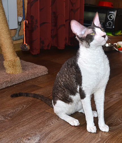 Кот cornish rex