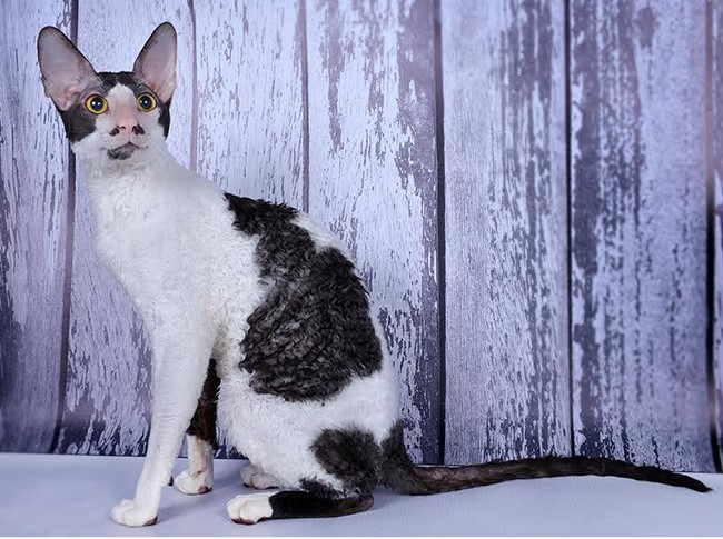 Кот cornish rex